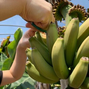 もちだ農園は広島県で国産のバナナを生産しています