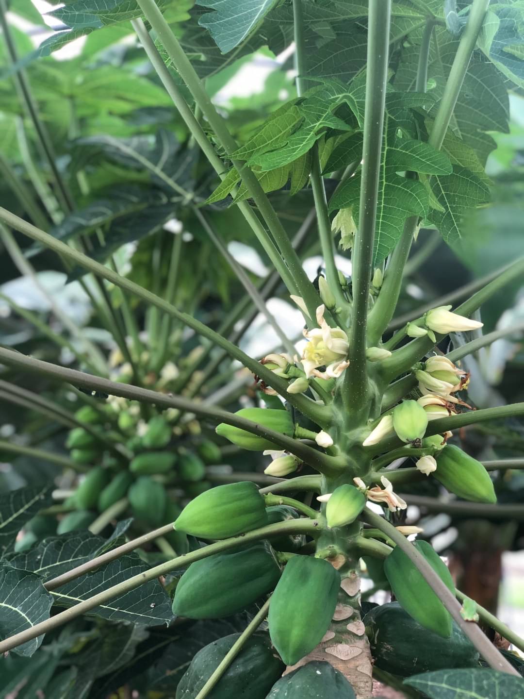 青パパイヤの実がついてきました もちだ農園