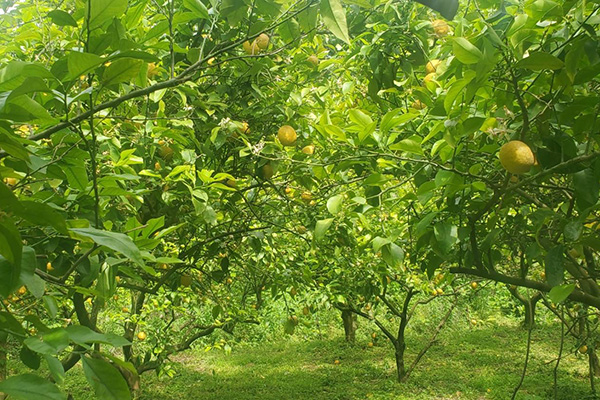 広島県佐木島（鷺島）で無農薬で育てた国産さぎしまレモン